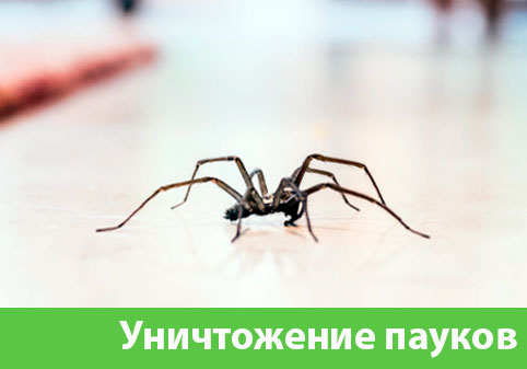 Избавиться от пауков в городе Мичуринск