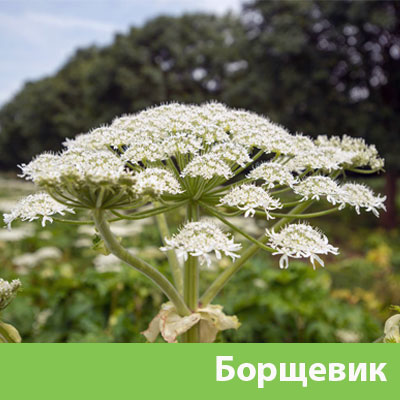 Борщевик в Мичуринске
