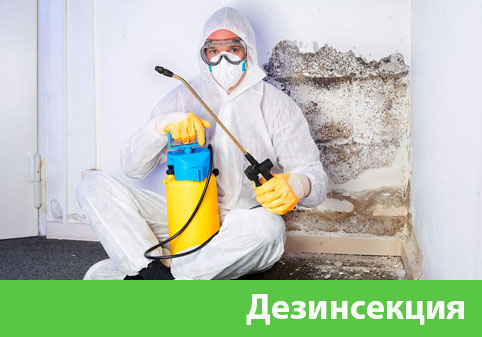 Дезинсекция в городе Мичуринск