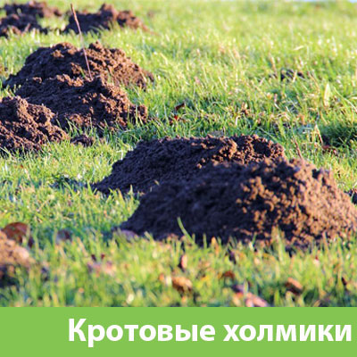 Кроты на участке в Мичуринске