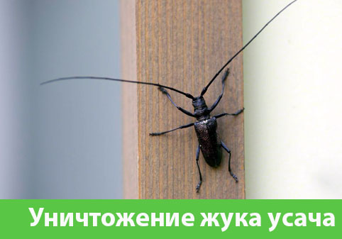 Обработка от жука усача в городе Мичуринск