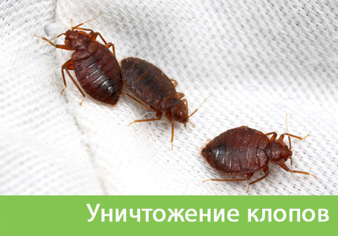 Уничтожение клопов в городе Мичуринск