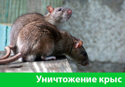 Уничтожение крыс в городе Мичуринск