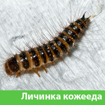 Личинка Кожееда в Мичуринске