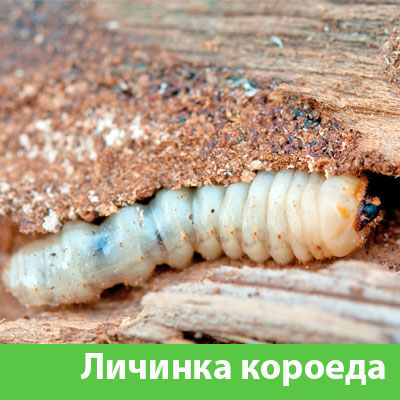 Уничтожение личинок короеда в Мичуринске