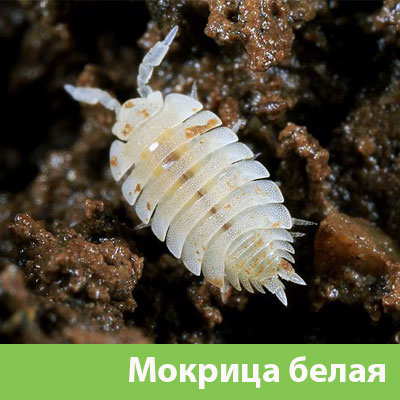 Мокрица в Мичуринске фото