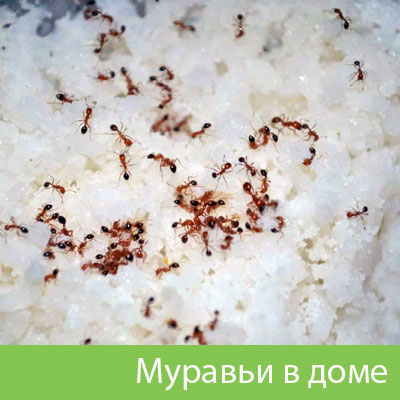 Муравьи в доме в Мичуринске