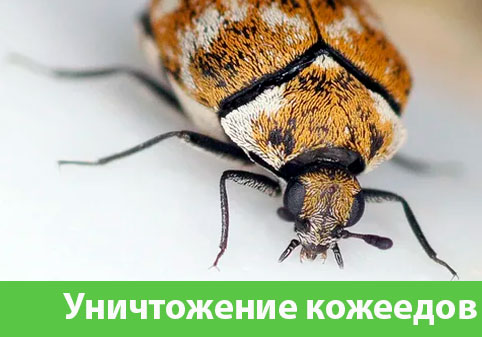 Обработка от кожееда в городе Мичуринск 