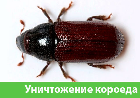 Обработка от короеда в городе Мичуринск