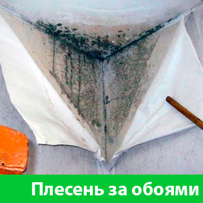 Удаление плесени в Мичуринске