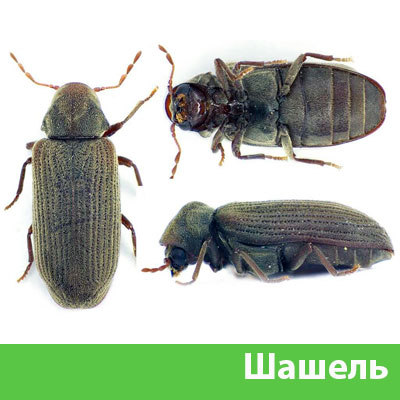 Обработка от шашеля в городе Мичуринск