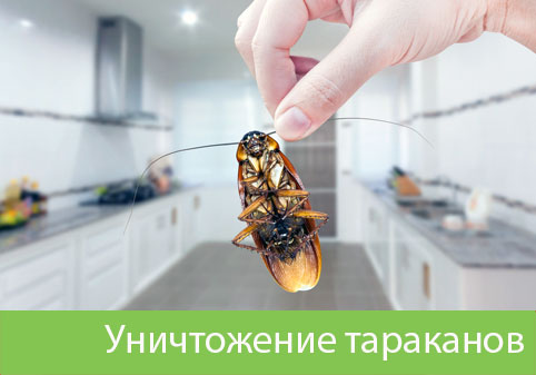 Уничтожение тараканов в городе Мичуринск