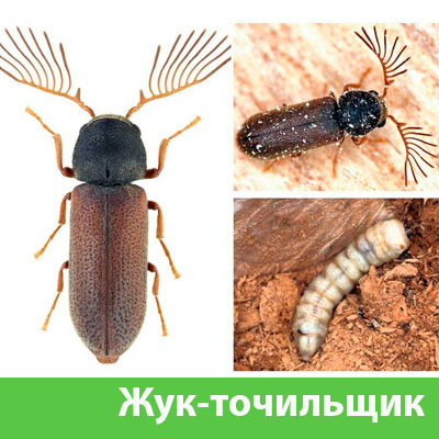 Уничтожение точильщика и личинок в Мичуринске