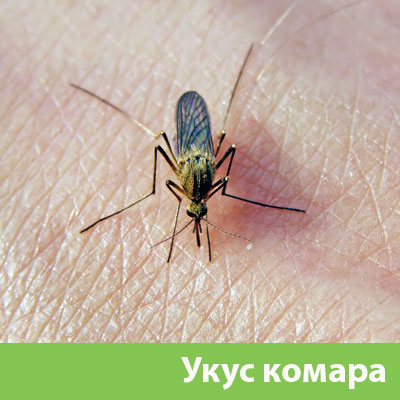 Укусы комаров в Мичуринске