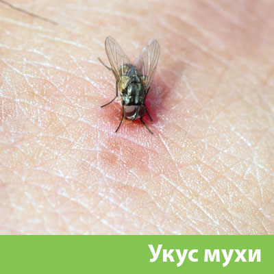 Уничтожение мух в Мичуринске