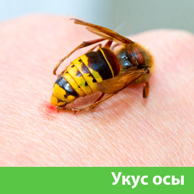 Профессиональное уничтожение ос и шершней в Мичуринске