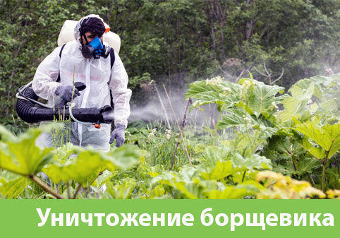 Уничтожение Борщевика в городе Мичуринск