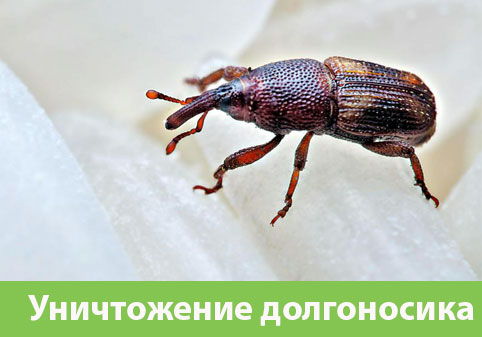 Уничтожение долгоносиков в городе Мичуринск