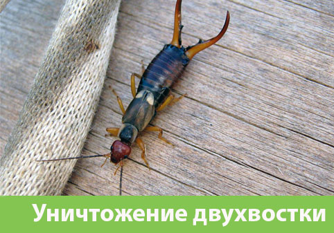Уничтожение двухвостки в городе Мичуринск