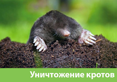 Уничтожение кротов в городе Мичуринск