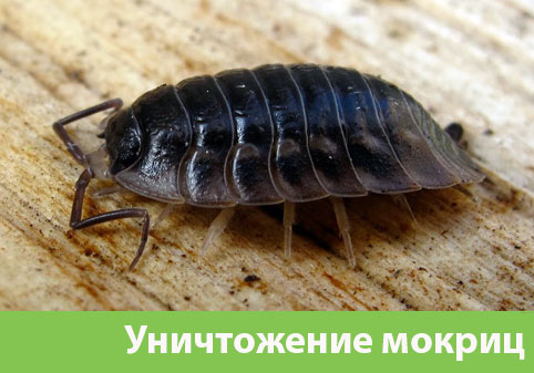 Мокрицы в квартире в городе Мичуринск