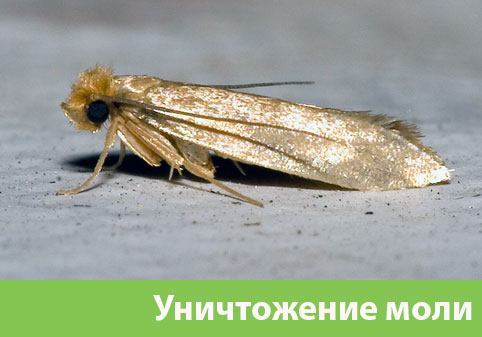 Уничтожение моли в городе Мичуринск 