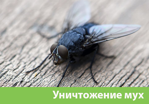 Уничтожение мух в городе Мичуринск