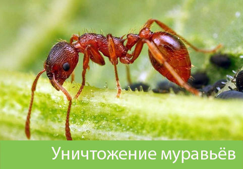 Уничтожение муравьёв в городе Мичуринск