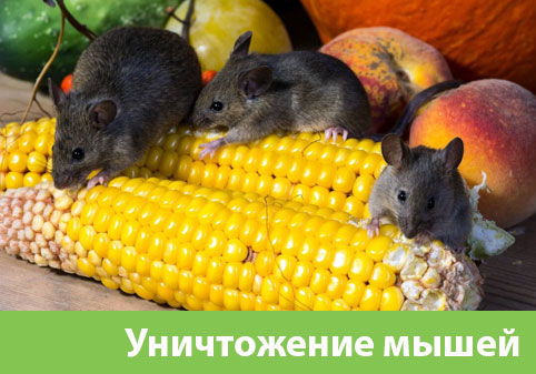 Уничтожение мышей в Мичуринске