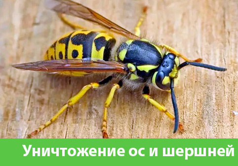 Уничтожение ос и шершней в городе Мичуринск
