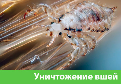 Уничтожение вшей в городе Мичуринск